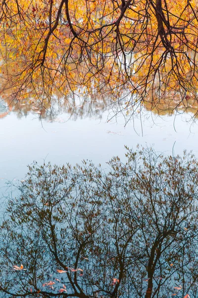 Красочный осенний парк. Осенние деревья с желтыми листьями в осеннем парке. Белгород. Россия . — стоковое фото