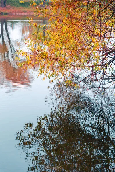 Färgglad höstpark. Höstträd med gula blad i höstparken. Det är Belgorod. Ryssland. — Stockfoto