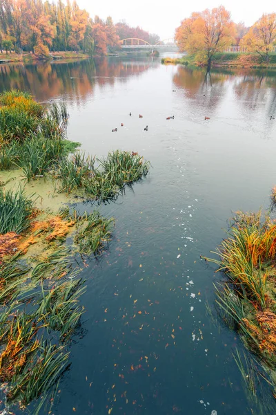 Färgglad höstpark. Höstträd med gula blad i höstparken. Det är Belgorod. Ryssland. — Stockfoto