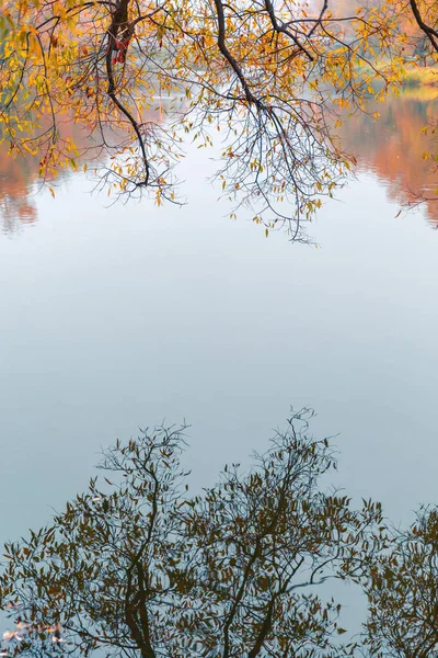 화려 한 가을 공원. 가을 공원에 노란 나뭇잎 이 있는 가을 나무. 흰머리 황새. 러시아. — 스톡 사진