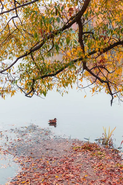 Colorido parque de otoño. Árboles de otoño con hojas amarillas en el parque de otoño. Belgorod. Rusia . — Foto de Stock