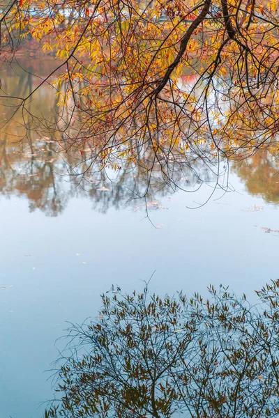 화려 한 가을 공원. 가을 공원에 노란 나뭇잎 이 있는 가을 나무. 흰머리 황새. 러시아. — 스톡 사진