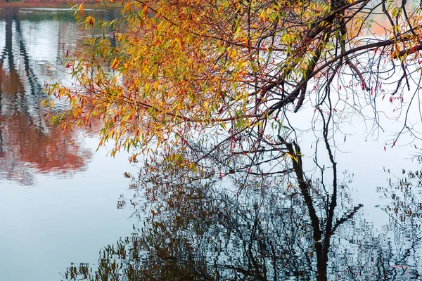 Färgglad höstpark. Höstträd med gula blad i höstparken. Det är Belgorod. Ryssland. — Stockfoto