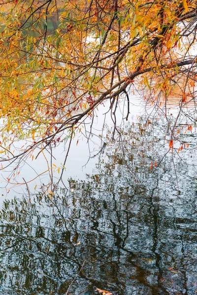 Renkli sonbahar parkı. Sonbahar parkında yaprakları sarı olan sonbahar ağaçları. Belgorod. Rusya. — Stok fotoğraf