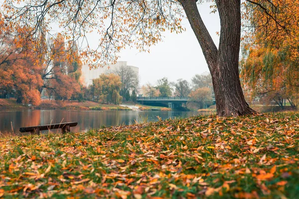 Kolorowy jesienny park. Jesienne drzewa z żółtymi liśćmi w jesiennym parku. Biełgorodzie. Rosja. — Zdjęcie stockowe