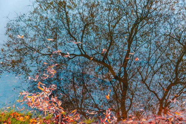Колосальний осінній парк. Осінні дерева з жовтим листям в осінньому парку. Білгород. Росія. — стокове фото
