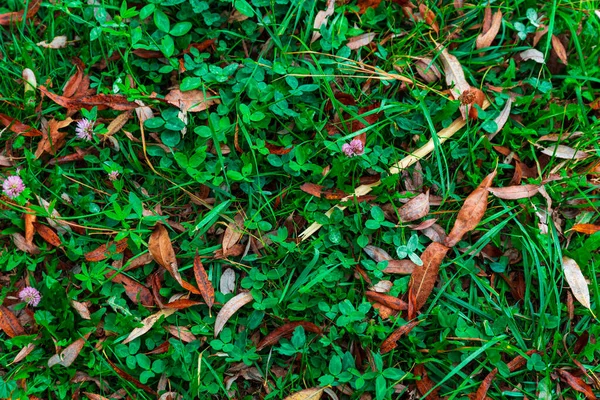 Kleurrijk herfstpark. Herfstbomen met gele bladeren in het herfstpark. Belgorod. Rusland. — Stockfoto