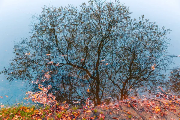 Färgglad höstpark. Höstträd med gula blad i höstparken. Det är Belgorod. Ryssland. — Stockfoto
