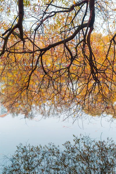 화려 한 가을 공원. 가을 공원에 노란 나뭇잎 이 있는 가을 나무. 흰머리 황새. 러시아. — 스톡 사진