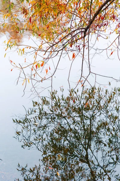 화려 한 가을 공원. 가을 공원에 노란 나뭇잎 이 있는 가을 나무. 흰머리 황새. 러시아. — 스톡 사진