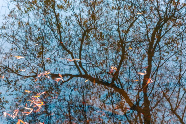 五彩缤纷的秋天公园. 秋天的树,黄叶在秋天的公园里. Belgorod 。 俄罗斯. — 图库照片