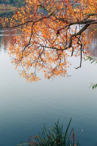 화려 한 가을 공원. 가을 공원에 노란 나뭇잎 이 있는 가을 나무. 흰머리 황새. 러시아. — 스톡 사진