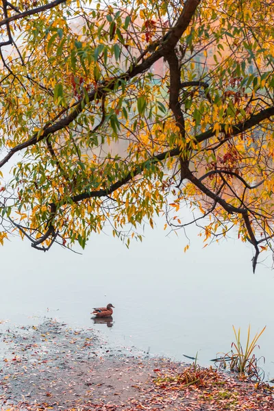 Färgglad höstpark. Höstträd med gula blad i höstparken. Det är Belgorod. Ryssland. — Stockfoto