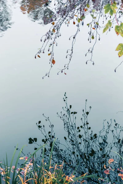 Kleurrijk herfstpark. Herfstbomen met gele bladeren in het herfstpark. Belgorod. Rusland. — Stockfoto