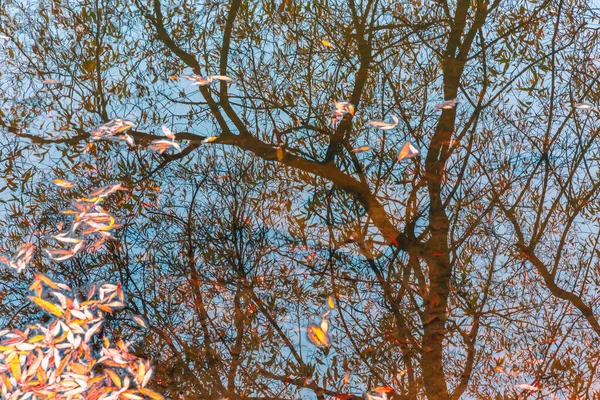 Színes őszi park. Őszi fák sárga levelekkel az őszi parkban. Belgorod vagyok. Oroszország. — Stock Fotó