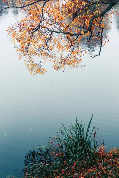 화려 한 가을 공원. 가을 공원에 노란 나뭇잎 이 있는 가을 나무. 흰머리 황새. 러시아. — 스톡 사진