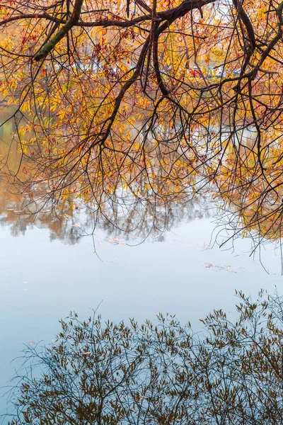 화려 한 가을 공원. 가을 공원에 노란 나뭇잎 이 있는 가을 나무. 흰머리 황새. 러시아. — 스톡 사진