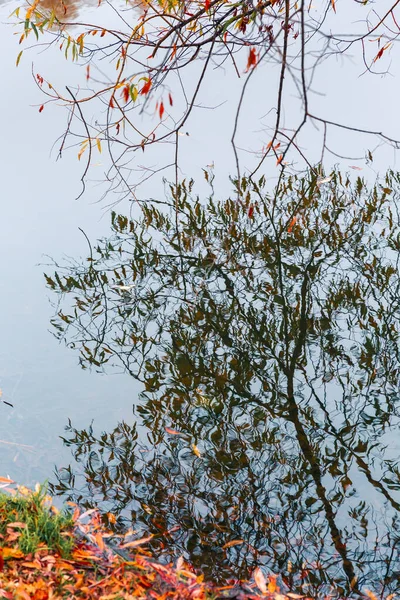 Kleurrijk herfstpark. Herfstbomen met gele bladeren in het herfstpark. Belgorod. Rusland. — Stockfoto