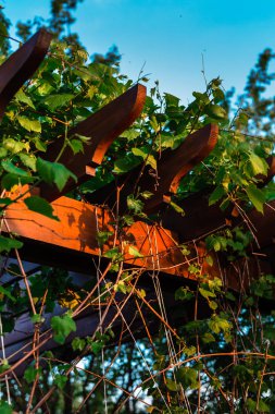 Asılı üzümlerle kaplanmış Pergola