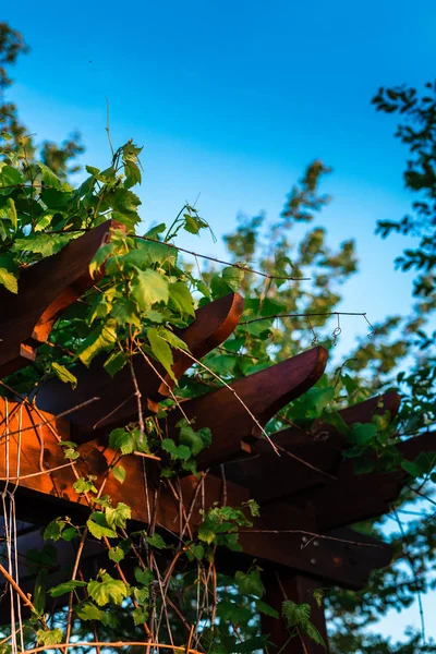 Pergola bedekt met hangende wijnstokken — Stockfoto