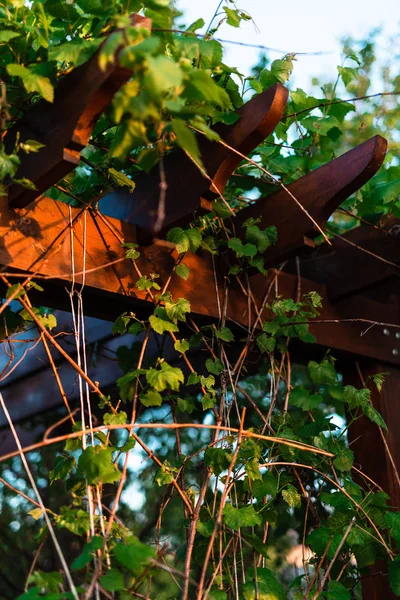 Pergola täckt av hängande vinrankor — Stockfoto