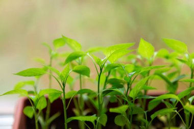 Kahverengi plastik kabın içindeki biber tohumları evdeki beyaz pencere eşiğinde duruyor..
