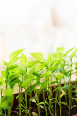 Kahverengi plastik kabın içindeki biber tohumları evdeki beyaz pencere eşiğinde duruyor..