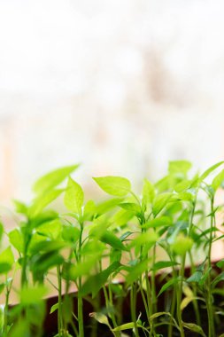 Kahverengi plastik kabın içindeki biber tohumları evdeki beyaz pencere eşiğinde duruyor..