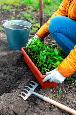 Genç bir biber tohumu dikiyorum. Beyaz eldivenli bir kadın fideleri dikiyor. Sebze bahçesinde çalışıyorum..