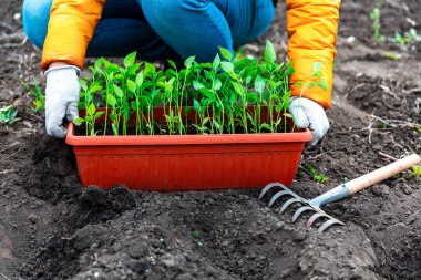 Genç bir biber tohumu dikiyorum. Beyaz eldivenli bir kadın fideleri dikiyor. Sebze bahçesinde çalışıyorum..