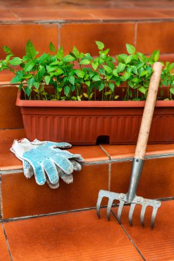 Kahverengi plastik kabın içindeki biber tohumları evin dışındaki merdivenlerde duruyor..