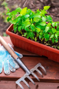 Kahverengi plastik kabın içindeki biber tohumları ev duvarının yanındaki ahşap bankta duruyor..