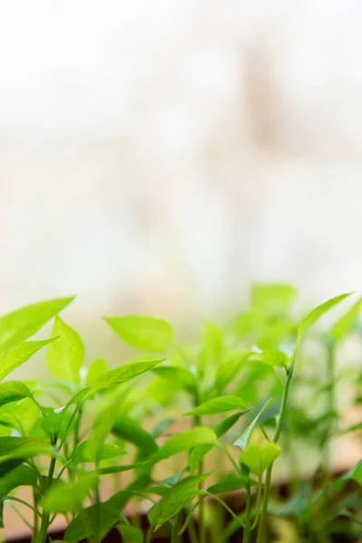 Pepper Seedlings Brown Plastic Pot Stand White Windowsill Home — Stock Photo, Image