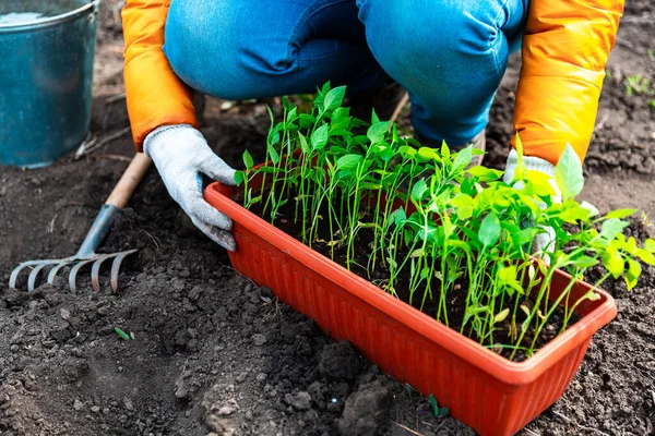 Plantar Una Plántula Joven Pimienta Mujer Con Guantes Blancos Plantando —  Fotos de Stock