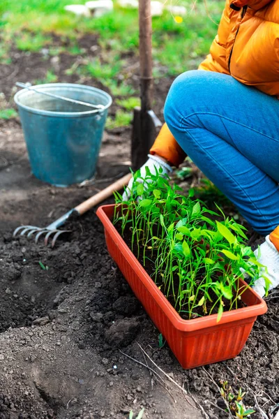 Plantar Una Plántula Joven Pimienta Mujer Con Guantes Blancos Plantando —  Fotos de Stock