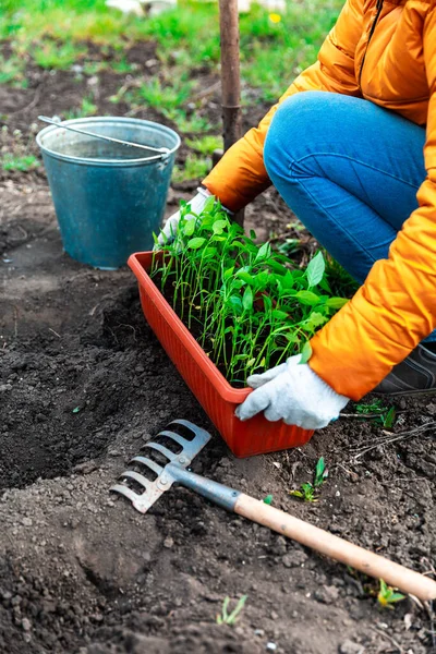 Plantera Ung Paprika Planta Kvinna Vita Handskar Planterar Unga Plantor — Stockfoto