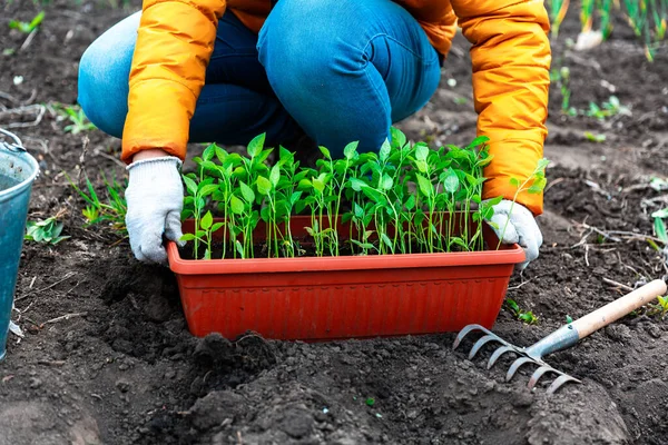 Plantar Una Plántula Joven Pimienta Mujer Con Guantes Blancos Plantando —  Fotos de Stock