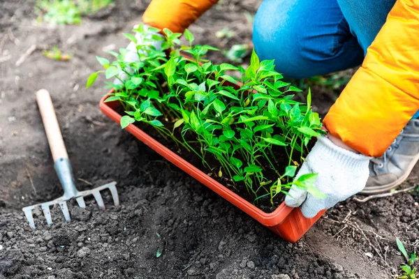Plantera Ung Paprika Planta Kvinna Vita Handskar Planterar Unga Plantor — Stockfoto