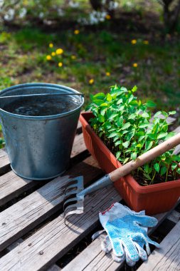 Kahverengi plastik kabın içindeki biber tohumları çiçek açan ağacın yanında duruyor..