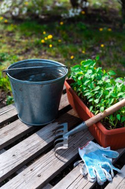 Kahverengi plastik kabın içindeki biber tohumları çiçek açan ağacın yanında duruyor..