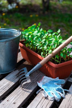 Kahverengi plastik kabın içindeki biber tohumları çiçek açan ağacın yanında duruyor..