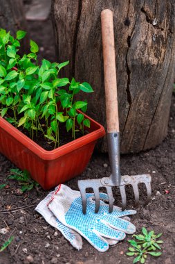 Kahverengi plastik kabın içindeki biber tohumları çiçek açan ağacın yanında duruyor..