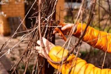 Ağaç dalları ve çalıların bahar budanması. Beyaz eldivenli, turuncu budanmış dalları olan kadın elleri..