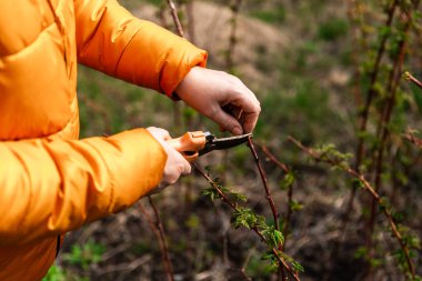 Ağaç dalları ve çalıların bahar budanması. Beyaz eldivenli, turuncu budanmış dalları olan kadın elleri..