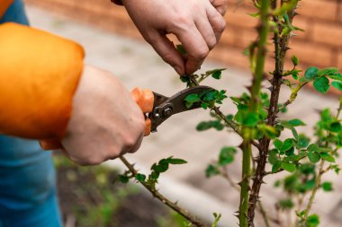 Ağaç dalları ve çalıların bahar budanması. Beyaz eldivenli, turuncu budanmış dalları olan kadın elleri..