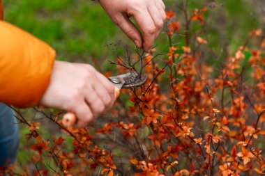 Ağaç dalları ve çalıların bahar budanması. Beyaz eldivenli, turuncu budanmış dalları olan kadın elleri..