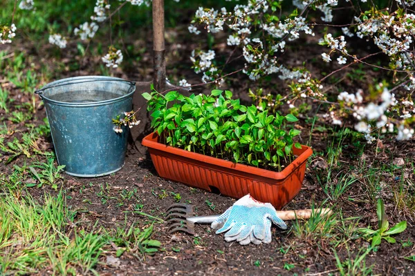 Les Semis Poivre Dans Pot Plastique Brun Tiennent Sur Sol — Photo