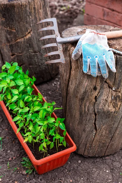 Plántulas Pimienta Maceta Plástico Marrón Pie Suelo Cerca Del Árbol —  Fotos de Stock