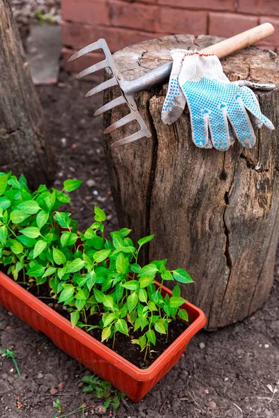 Plántulas Pimienta Maceta Plástico Marrón Pie Suelo Cerca Del Árbol —  Fotos de Stock