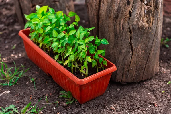 Bibit Pepper Dalam Pot Coklat Berdiri Tanah Dekat Pohon Mekar — Stok Foto